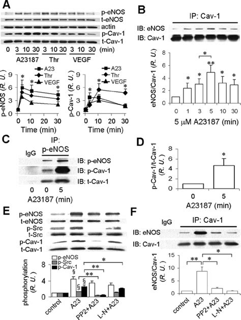 Phosphorylation Dependent Interaction Of Enos And Cav 1 In Huvec A Download Scientific