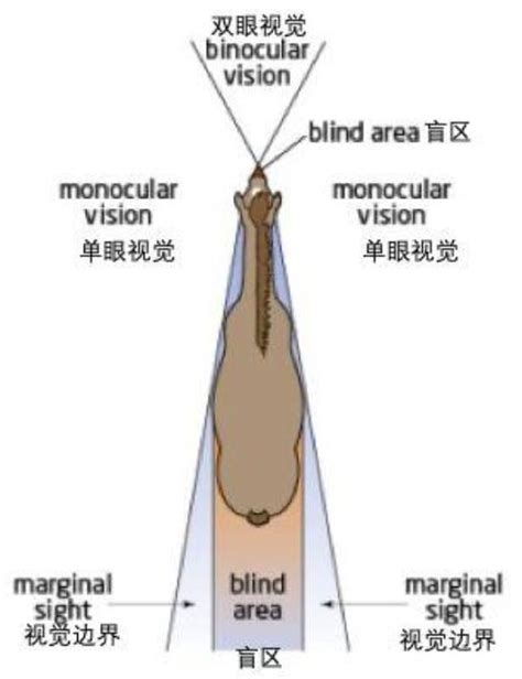 關於馬眼睛的幾個冷知識，讓你大開眼界 每日頭條