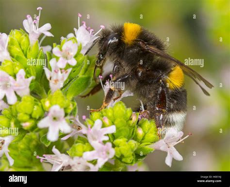 White Tailed Bumblebee Side View Hi Res Stock Photography And Images