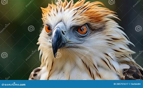 Philippine Eagle Close Up. Philippine Eagle Rare Bird. Photo Ai Generated Stock Illustration ...