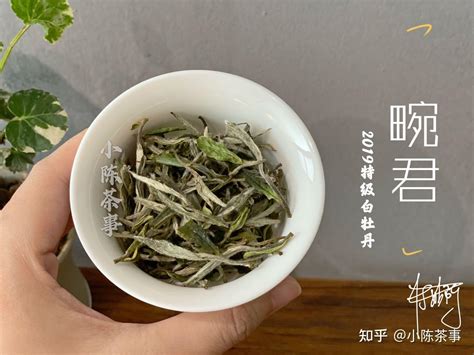 都叫白茶，福鼎白茶与安吉白茶有何区别？今天一次性说明白 知乎