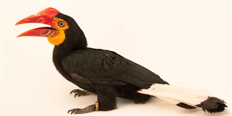 Discover The Majestic World Of Hornbills Coth Call Of The Hornbill