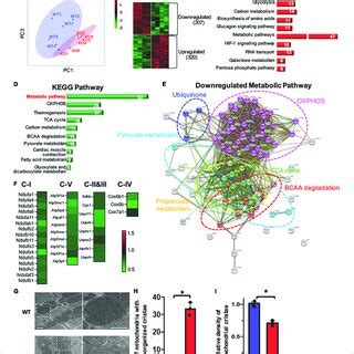 Metabolomic And Lipidomic Analyses Of Left Ventricle Tissue From Perm