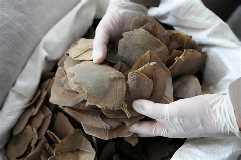 More Than A Ton Of Endangered Pangolin Scales Seized In Thailand The