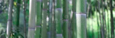 Natural Green Bamboo Grove Giant Woody Grass Stock Photo Image Of