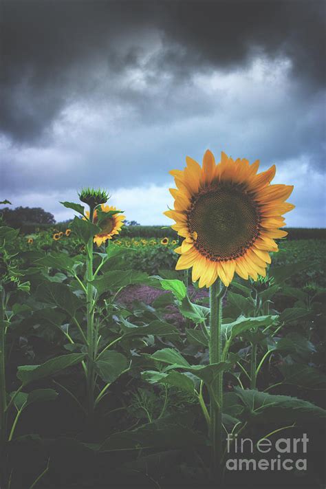 Sunflower in the rain Photograph by Howard Roberts