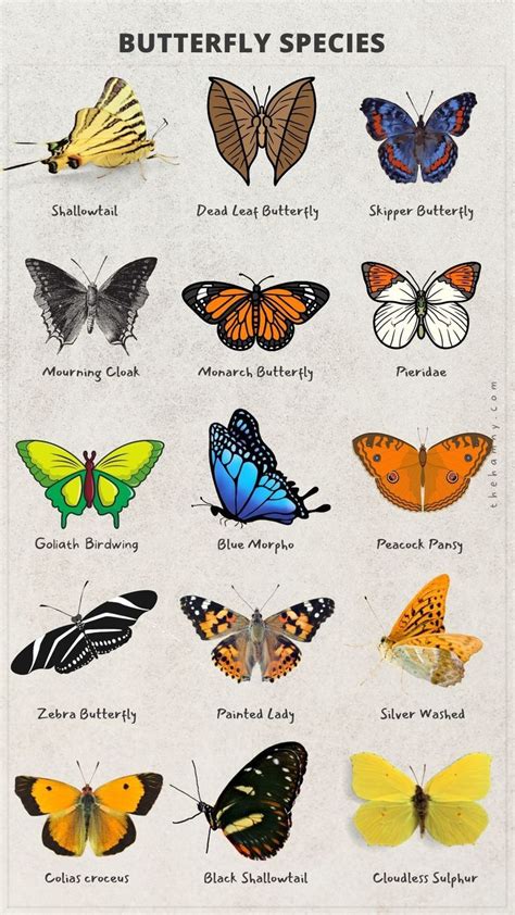 Butterflies of the World |Butterfly Species | Butterfly species, Types ...