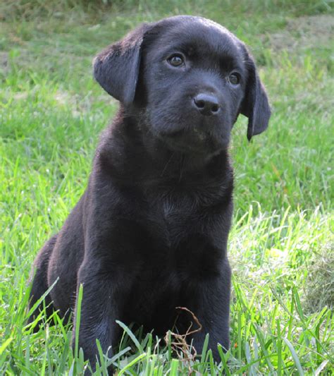 Black Labrador Retriever Puppies For Sale Hidden Pond Labradors