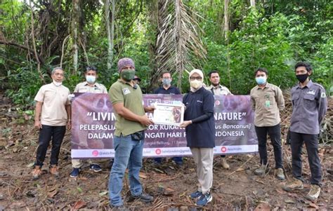 PT Timah Bersama ALOBI Foundation Lepasliarkan Empat Kukang Di Kawasan