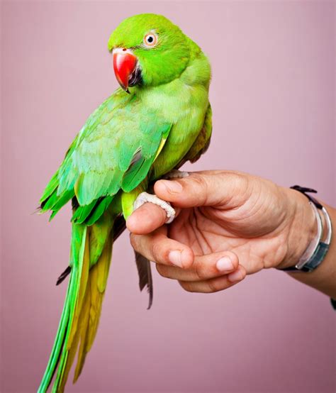 Information About the Gentle and Loyal Indian Ringneck Parakeets