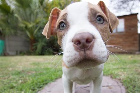 pitbull puppies calm  answer neutering
