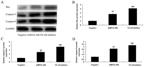 Microrna 26b Inhibits The Tumor Growth Of Human Liver Cancer Through