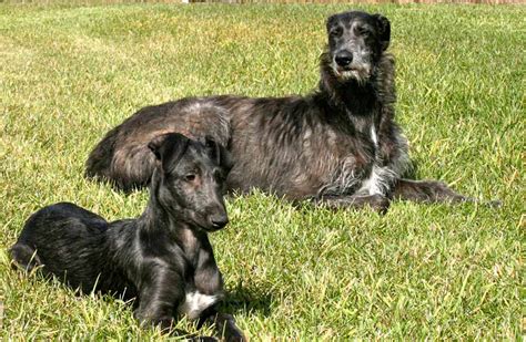 Scottish Deerhound - Dog Breed Standards