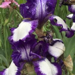 Tall Bearded Iris (Iris 'Stepping Out') in the Irises Database - Garden.org 