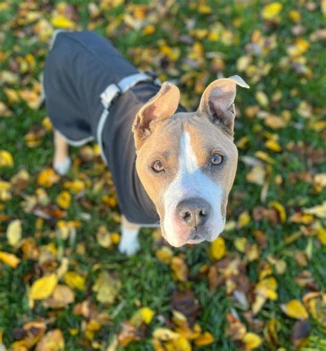 Adoption De Barry Moyen Chien Chien Crois Moyen R Gion Hauts De France