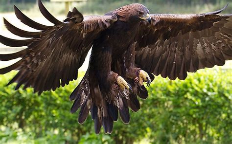 The Fastest Flying Birds In The World - WorldAtlas