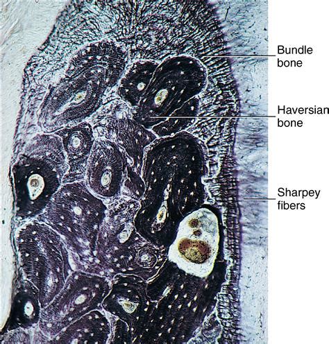 Alveolar Bone Histology