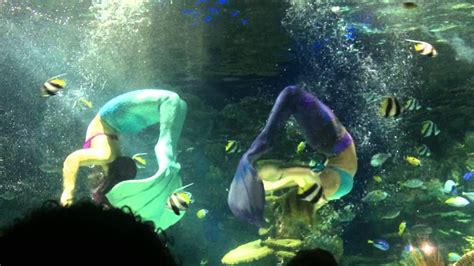 Ripleys Aquarium Of The Smokies Mermaids Youtube