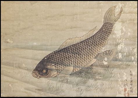 円山応挙 Maruyama Ōkyo Carp Japanese Hanging Scroll Edo Period Koi