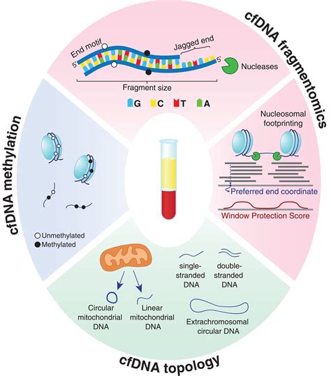 Epigenetics Fragmentomics And Topology Of Cell Free DNA In Liquid