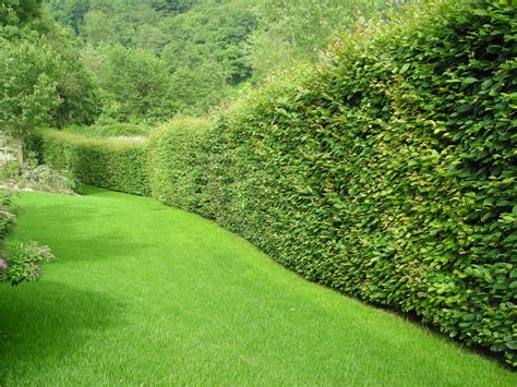 Забор из кизильника (43 фото) - фото - картинки и рисунки: скачать ...