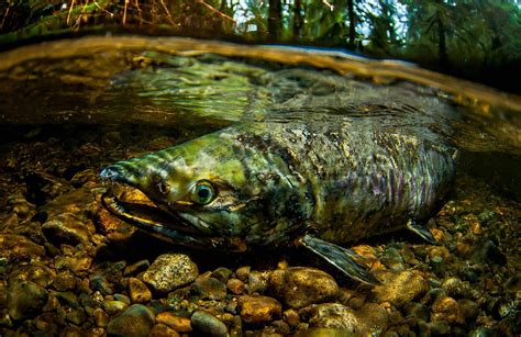 Pacific Salmon Species Spotlight Pacific Wild