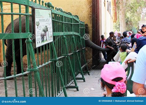 Children feeding elephant editorial stock photo. Image of girls - 59086868