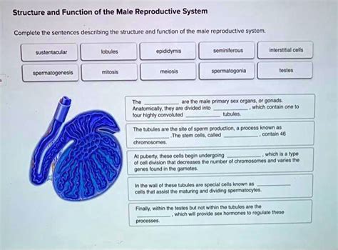 SOLVED The Testes Are The Male Primary Sex Organs Or Gonads