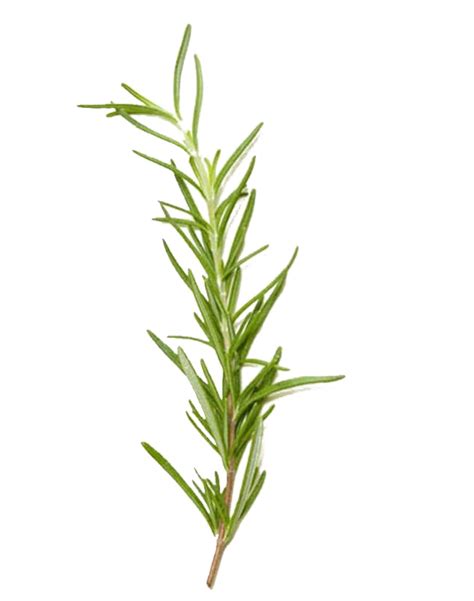 Rosemary PNG Transparent Images Pictures Photos