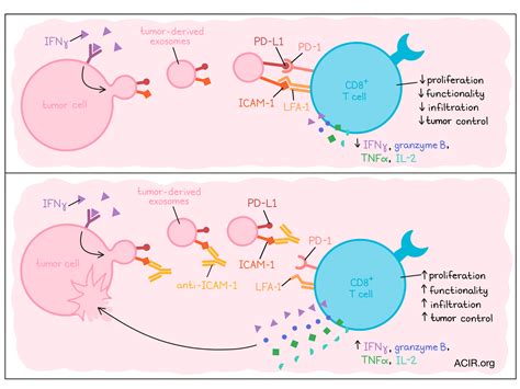 Icam 1 Helps Tumor Exosomes Suppress Immunity