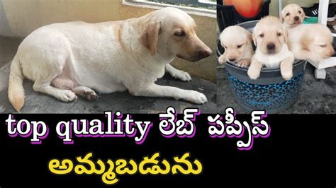 Top Quality Labrador Puppies For Sale In Telugu Ap Ts 80962 72027 DVR