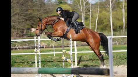 For Sale Mare By El Torreo De Muze X Quick Fire Elma