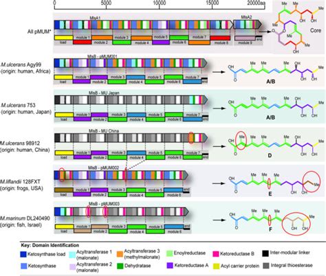 Genetic Organisation Of The Mycolactone Biosynthetic Cluster From