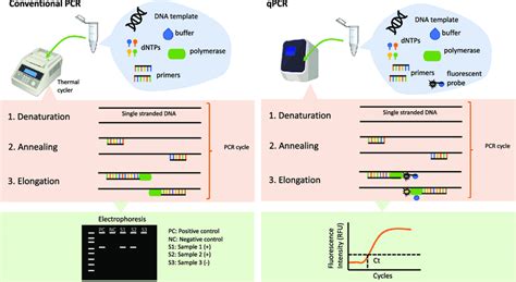 Conventional Pcr Left And Quantitative Pcr Right Download