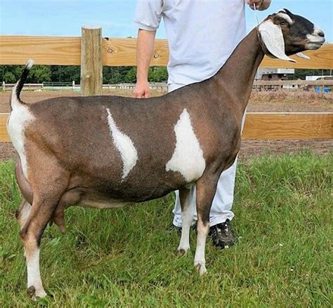 Toggenburg Goat Breed Profile Artofit