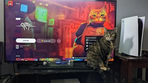 Cats Gamers And Gamer Cats React To Stray Record Launch