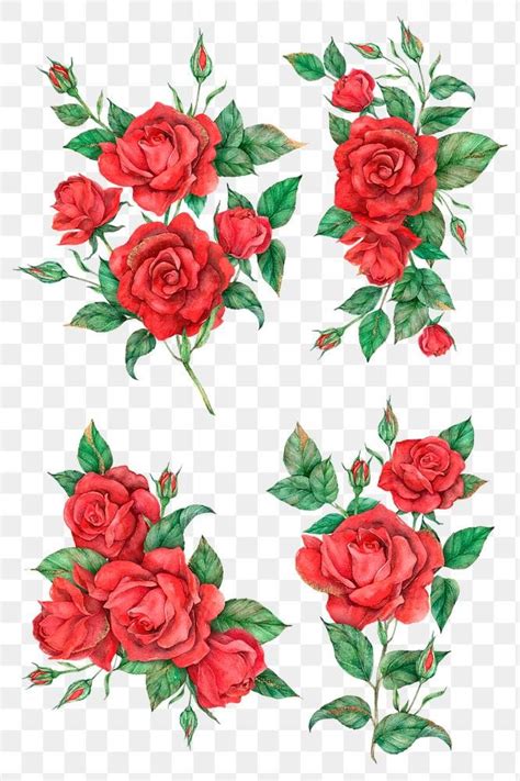 Hand Drawn Red Rose Flower Set Png