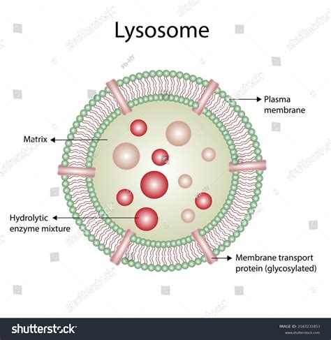 953 Lysosome Structure Images, Stock Photos & Vectors | Shutterstock