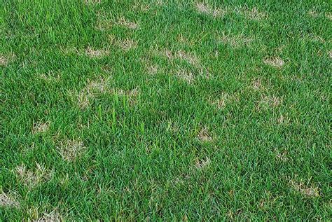 What Is Dollar Spot Disease Meehan S Lawn Service