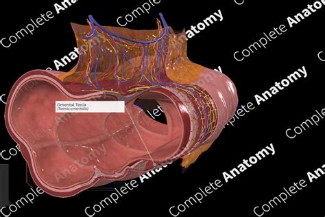 Omental Tenia Complete Anatomy