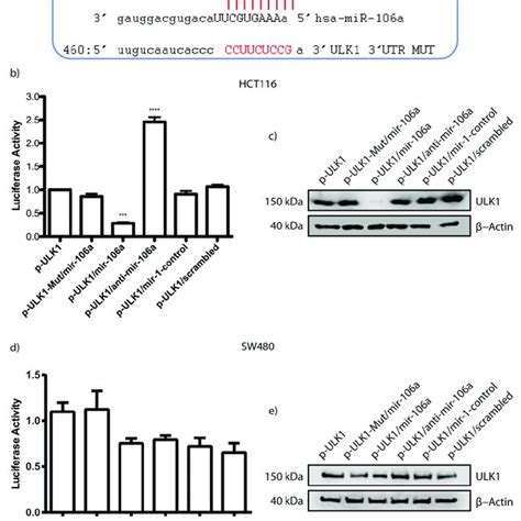 Validation Of Mir 106a Target By Luciferase Assay A Bioinformatics