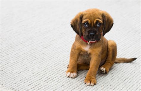 Cachorro está vomitando amarelo Entenda as causas e quando se