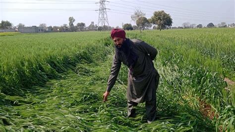 Pradhan Mantri Fasal Bima Yojana Punjab To Rollout Crop Insurance