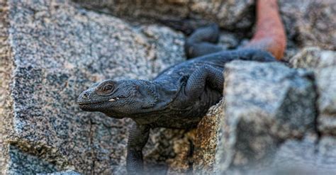 Chuckwalla The Chuckwalla Is A Fairly Large Lizard Mostly Found In