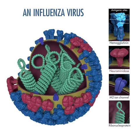 Influenza (flu) Virus: Introduction, Classification, Structure ...