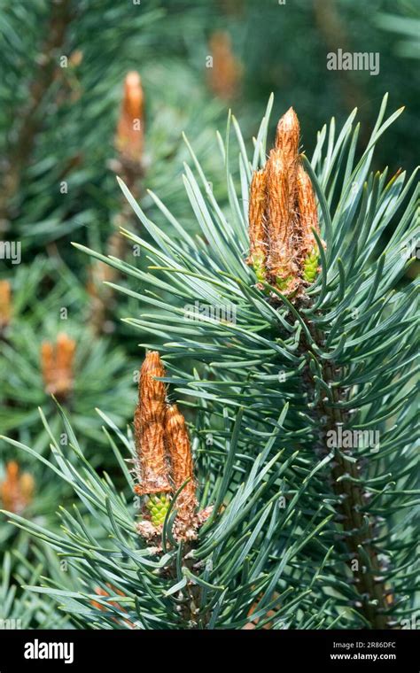 Pinus Sylvestris Compressa Hi Res Stock Photography And Images Alamy