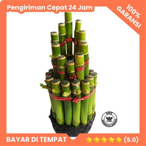 Jual LUCKY BAMBOO Bambu Hoki Tanaman Hias Bambu Hoki Sri Rejeki