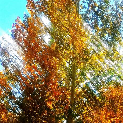 Sunlight through the Aspen Trees | Aspen trees, Rocky mountains, The ...