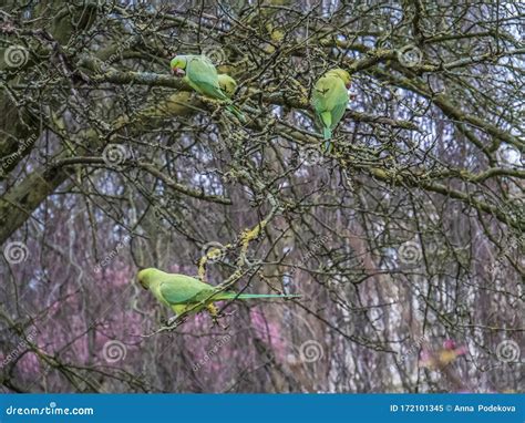 Green Feral Parakeets Parrot Near Ping Purple Blossoms In Great Britain, Hyde Park, London, UK ...