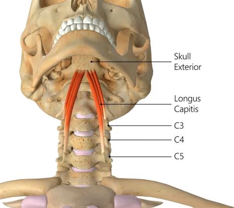 Adductor hallucis muscle - Origin, INsertion, Function, Exercise